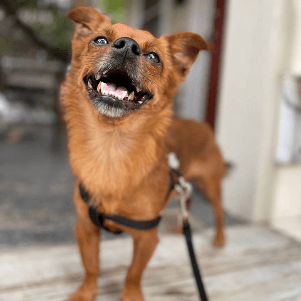 A happy dog cared for at home